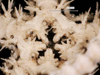 Media type: image; Invertebrate Zoology OPH-2012